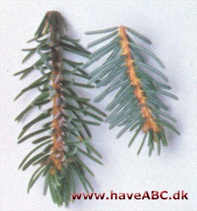 Serbisk gran - Picea omorika.