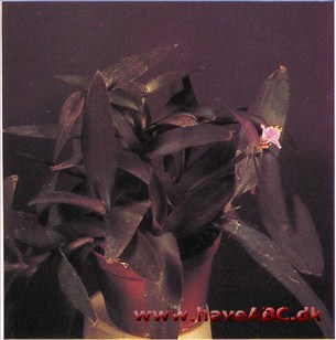Setcreasea pallida (syn. purpurea)
