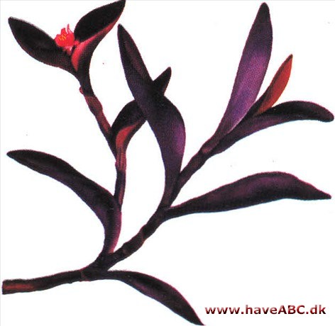 Setcreasia - Setcreasia purpurea Setcreasia - Setcreasia purpurea