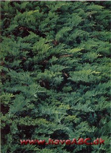 Sevenbom - Juniperus sabina †