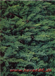 Sevenbom - Juniperus sabina † Sevenbom - Juniperus sabina †