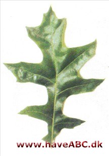 Shumards eg - Quercus shumardii Shumards eg - Quercus shumardii