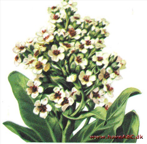 Sibiraea - Sibiraea altaiensis Sibiraea - Sibiraea altaiensis