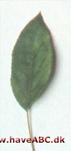 Sibirisk paradisæble - Malus baccata Sibirisk paradisæble - Malus baccata