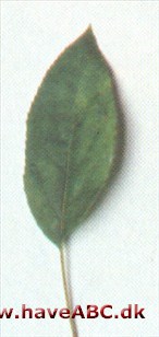 Sibirisk paradisæble - Malus baccata