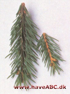 Sibirisk rødgran - Picea obovata Sibirisk rødgran - Picea obovata