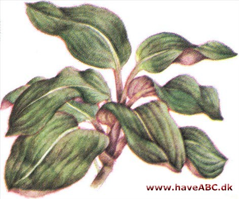 Siderasis - Siderasis fuscata Siderasis - Siderasis fuscata