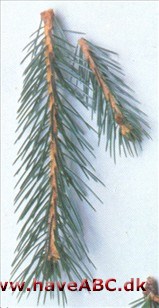 Sikkim-gran - Picea spinulosa