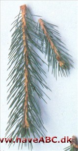 Sikkim-gran - Picea spinulosa Sikkim-gran - Picea spinulosa