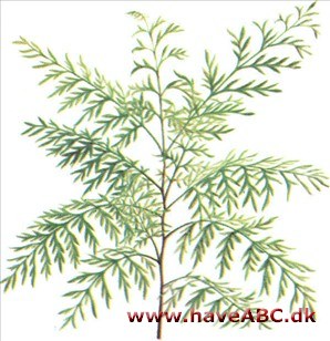 Silkeeg - Grevillea robusta