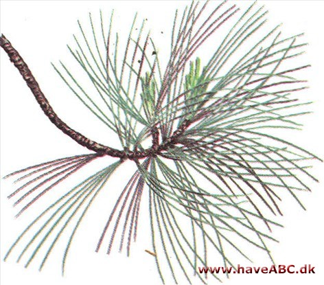 Silkefyr - Pinus peuce
