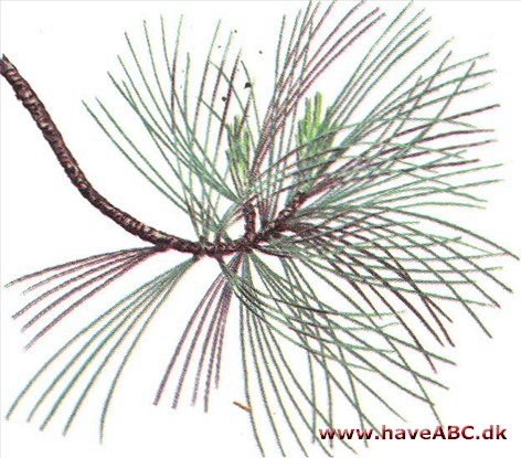 Silkefyr - Pinus peuce Silkefyr - Pinus peuce