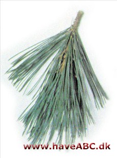 Silkefyr - Pinus peuce.