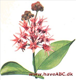 Silkeplante - Asclepias Silkeplante - Asclepias