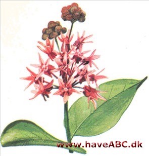 Silkeplante - Asclepias