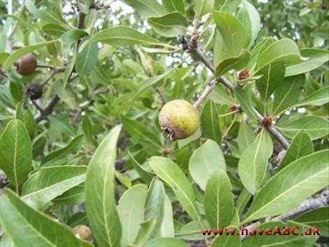 Sinai-pære - Pyrus amygdaliformis