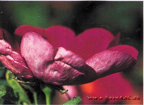 Single Red - Single Cherry En charmerende, lille pimpinellerose, som nok kan anbringes, selvom pladsen ikke er så stor. Grenene dækkes af usædvanligt smukke blomster...