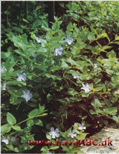 Singrøn, Liden - Vinca minor † Singrøn, Liden - Vinca minor †