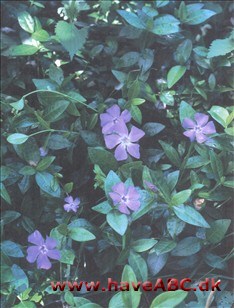 Singrøn, stor - Vinca major Ses midt på foråret - midsommer. De fleste havebuske er ret velopdragne, i det mindste i den forstand, at de bliver, hvor man har sat dem, men der er nogle, som ikke gør det. Løsningen, medmindre ...