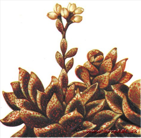 Sinocrassula - Sinocrassula