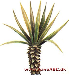 Sisal - Agave sisalana