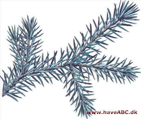 Sitkagran - Picea sitchensis Sitkagran - Picea sitchensis