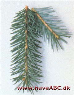 Sitkagran - Picea sitchensis.