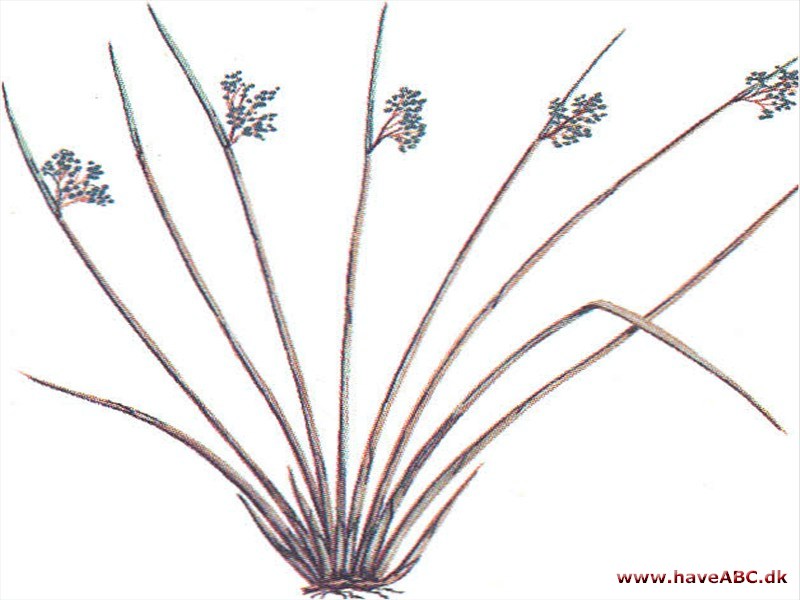 Siv - Juncus