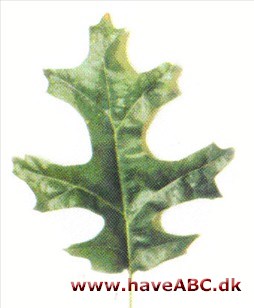Skarlagen eg - Quercus coccinea Skarlagen eg - Quercus coccinea