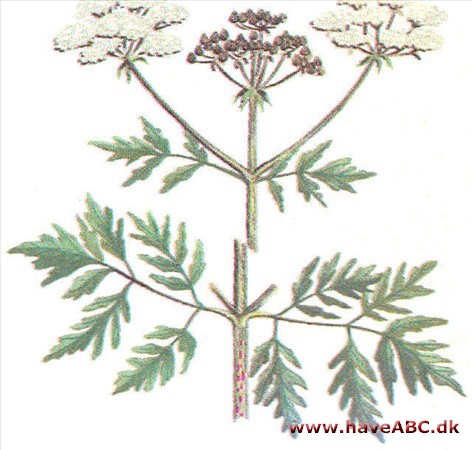 Skarntyde - Conium maculatum