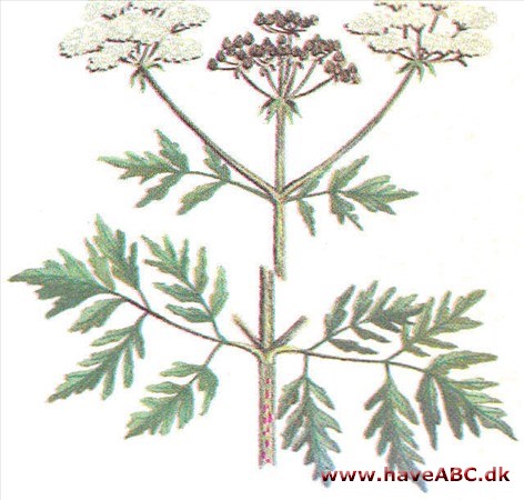 Skarntyde - Conium maculatum Skarntyde - Conium maculatum