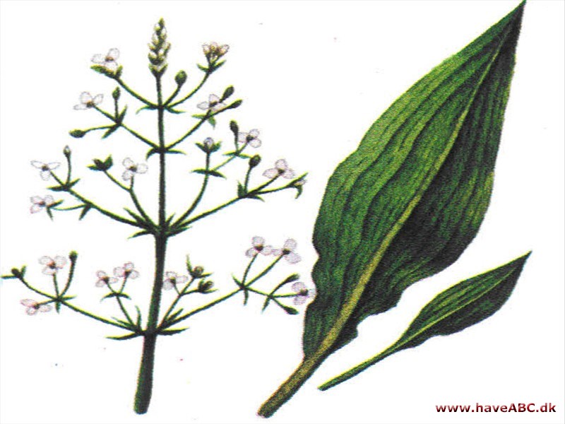 Skeblad - Alisma Skeblad - Alisma