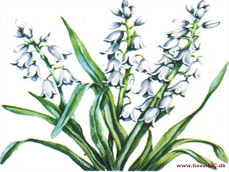 Skilla - Scilla Skilla - Scilla