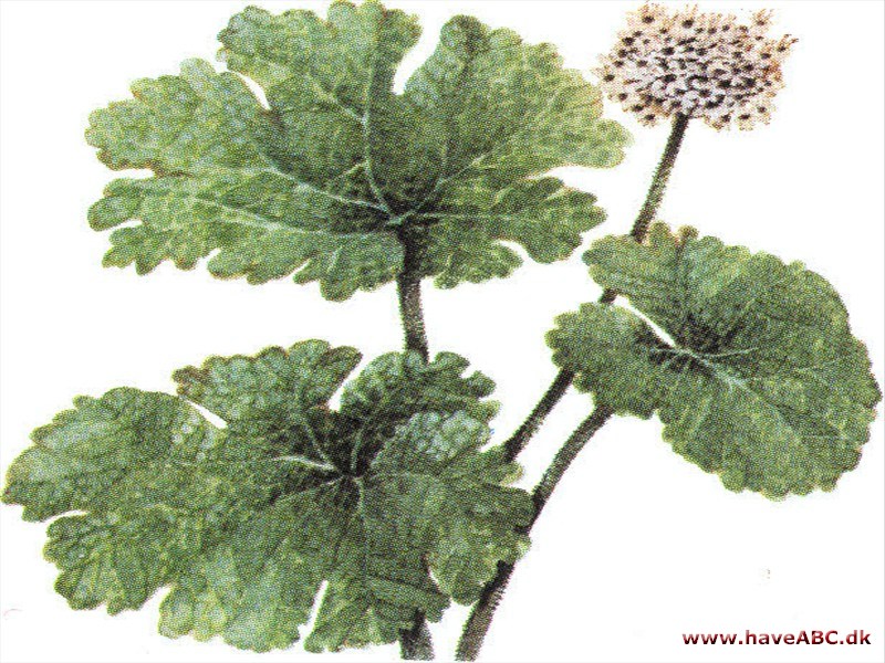 Skjoldblad - Peltiphyllum peltatum