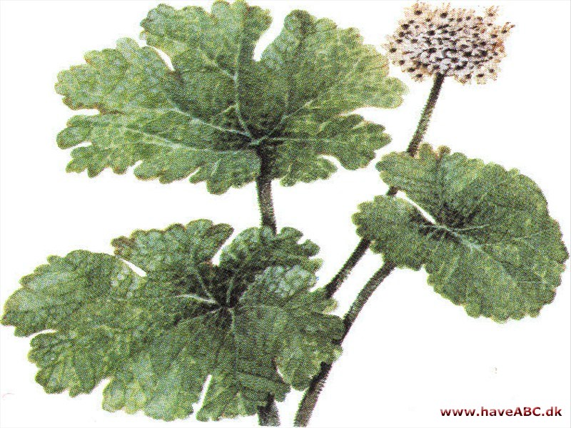 Skjoldblad - Peltiphyllum peltatum Skjoldblad - Peltiphyllum peltatum