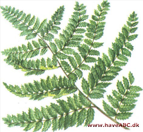 Skjoldbregne - Polystichum