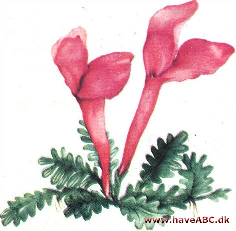 Skjolddrager - Scutellaria Skjolddrager - Scutellaria