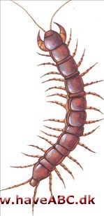 Skolopendre - Chilopoda Skolopendre - Chilopoda