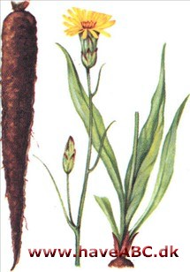 Skorzonerrod - Scorzonera hispanica