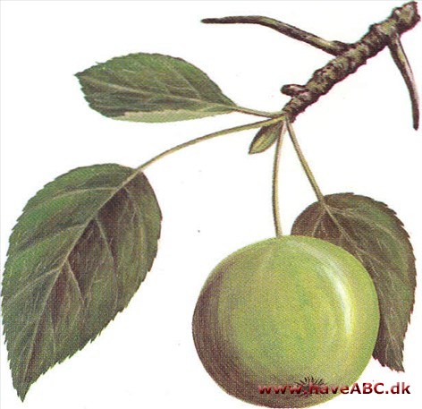 Skovabild - Malus sylvestris