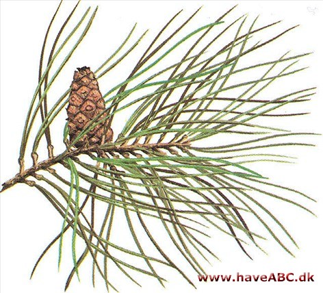 Skovfyr - Pinus sylvestris Skovfyr - Pinus sylvestris