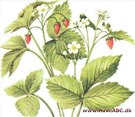 Skovjordbær - Fragaria vesca Skovjordbær - Fragaria vesca