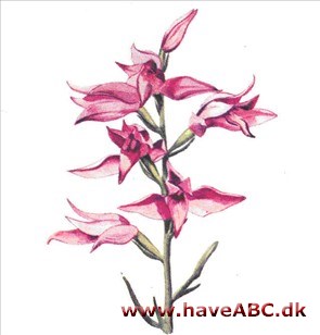 Skovlilje - Cephalanthera Skovlilje - Cephalanthera
