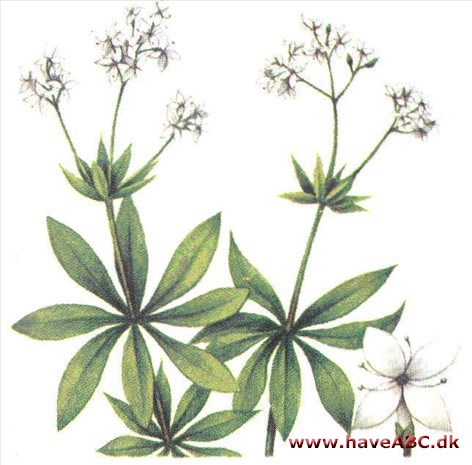 Skovmærke - Galium odoratum Skovmærke - Galium odoratum