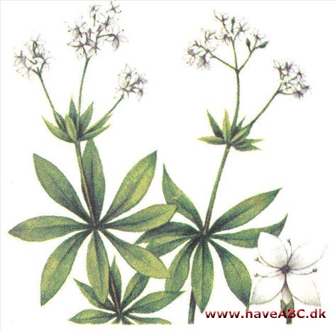 Skovmærke - Galium odoratum