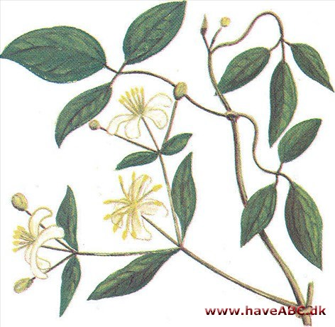 Skovranke - Clematis