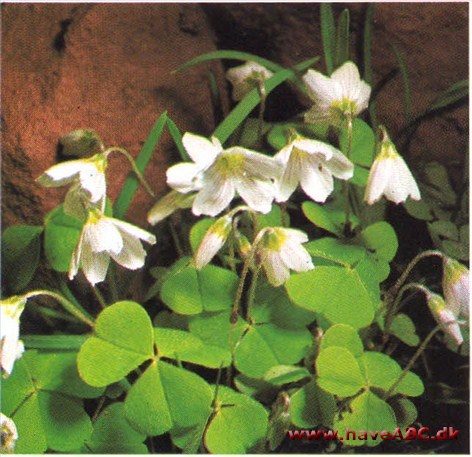 Skovsyre - Oxalis acetosella † Skovsyre - Oxalis acetosella †