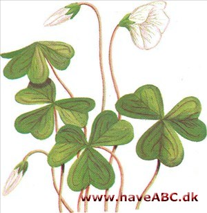 Skovsyre - Oxalis acetosella Skovsyre - Oxalis acetosella