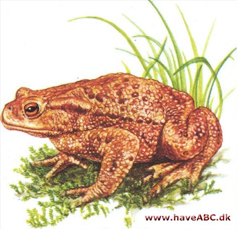 Skrubtudse - Bufo bufo Skrubtudse - Bufo bufo