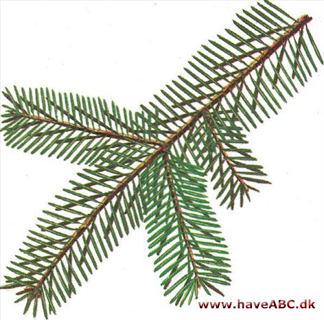 Skruegran - Abies homolepis Skruegran - Abies homolepis